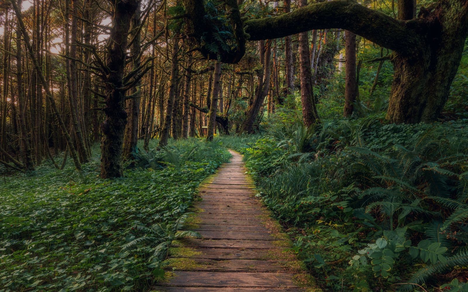 Cathedral Grove: Quick Photo Stop or Sacred Pause?