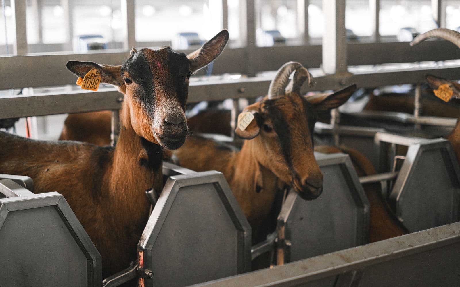 Goats on the Roof (Coombs): Silly Stop or Island Ritual?